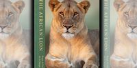 The African Lion: Local wildlife photographers document Africa’s most iconic predator