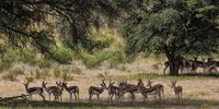 In the heat of the day, springbok shelter under the Kalahari’s large thorn trees. Image: Chris Marais<br>