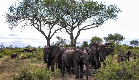 Dear Simon Espley: Let’s talk elephants and fake reporting