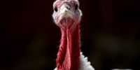SONOMA, CA - NOVEMBER 26:  With less than one week before Thanksgiving,  a turkey sits in a barn at the Willie Bird Turkey Farm November 26, 2013 in Sonoma, California. An estimated forty six million turkeys are cooked and eaten during Thanksgiving meals in the United States.  (Photo by Justin Sullivan/Getty Images)