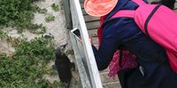 A tourist photographs an African penguin at Boulders penguin colony in Simon’s Town, Cape Town, South Africa, on 27 September 2016. (Photo: EPA / NIC BOTHMA)