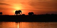 Sunset on the Chobe River. Photographer: Peter Flower