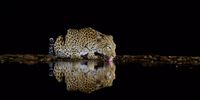 A midnight sip. Photographer: Lex van Vught
