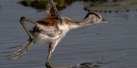 Baby jacana trying to fly. Photographer: Carel Stassen</p>
<p>P4U_readersubmission_20250509