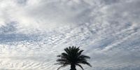 Perfect palm. Mouillipoint. Image: Lesley Fiona Caplan