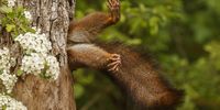 "Stuck squirrel"  When the squirrel entered, he removed his feet from the trunk for a moment, and for that second it looked like he was stuck. Italy, Parco Podere Pantaleone. (Photo: Milko Marchetti)