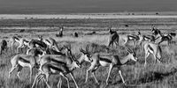 A mere sampling of the springbok that once crossed the Karoo plains in their millions. Photograph by Chris Marais. 