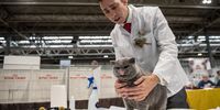 A cat is inspected by a judge during the Supreme Cat Show on October 28, 2017 in Birmingham, England. The one-day Supreme Cat Show is one of the largest cat fancy competitions in Europe with over one thousand cats being exhibited. Exhibitors travel from all over to enter their cats into categories including Persian, Semi-Longhair, British, Foreign, Burmese, Oriental, Siamese.  (Photo by Chris J Ratcliffe/Getty Images)