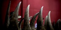 The Northern Cape High Court has ruled that rhino horn harvested from registered captive breeding operations can be exported. (Photo: EPA-EFE / Fazry Ismail) 
