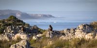 Slangkop baboons warm themselves in the morning sun on Slangkop Mountain above Kommetjie in the deep south of Cape Town with the Cape Point Nature Reserve in the background. (Photo: Alan van Gysen)