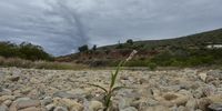 A flower grows in the dried mud of the Kouga Dam. (Photo: Deon Ferreira)