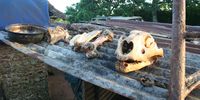 Lion bone trade Image Blood Lions