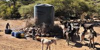 While waiting at the water station boys take turns filling up water containers and also ensuring their donkeys also have a drink.( Photo: Lucas Ledwaba/Mukurukuru Media)