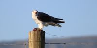 Black-shouldered Kite with 'kill', Bontebok National Park.