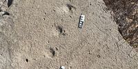Fossil trackway made by a pangolin. Photo: Charles Helm / Supplied