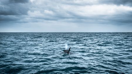 High Seas Treaty — reinvigorating Africa’s crucial role in saving the world’s blue lungs