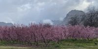 Spring in Ceres. Photographer: Marion Jeffery