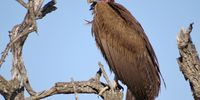 A hooded vulture (with no sense of humour). Photographer: Keith Cattell