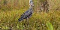 The odd-looking shoebill is a large waterbird mainly found in freshwater swamps of eastern and central Africa. Although not a migratory species, these birds are forced to move seasonally in search of fish as water levels vary. The total population has been estimated at around 5,000-8,000 birds after declining in several areas, including the Sudd swamplands of South Sudan, due to oil exploration. (Photo: Sergey Dereliev)
