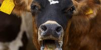 Foot-and-mouth disease confirmed in Nelson Mandela Bay, but public health MMC disagrees