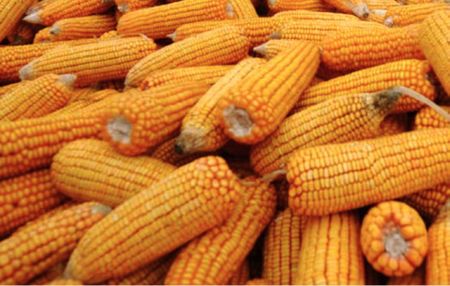Competition Tribunal prevents US multinational from acquiring Pannar Seed