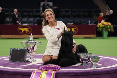 Giant schnauzer Monty takes best in show at Westminster Kennel Club