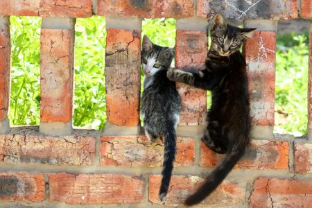 Killer cats: What feline lovers don’t want to hear