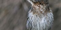 Juv Cape Sugarbird, enjoying the yellow pincushions. Photographer: Caroline Rowbottom