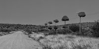 The Lollipop Highway into Putsonderwater – a lineup of sociable weaver nests on telephone poles. Photo: Chris Marais<br>