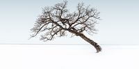 Artifact #309: Tree of Half-Truths. Hokkaido is often depicted as the land of ice and snow, and is commonly photographed in black &amp; white. Heading to the region, I expected to do the same. As I travelled across its harsh, snowy landscape, I came across fields as white as a blank canvas. There, I forced myself to see beyond the obvious: beyond just black &amp; white, beyond the chills and blizzards, and beyond my imagination. I saw it as a perfect opportunity to explore my ideas of a calm but harsh landscape; of what it could look like amidst the blizzard and the cold. I exposed the images for five minutes or more to maintain a sense of minimalism and to reduce any distracting elements such as ripples and movement in the sky. © Marvin Grey, Philippines, Shortlist, Professional, Landscape, 2021 Sony World Photography Awards