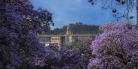 The Union Buildings framed by Jacaranda trees in full bloom. Photographer: Craig Adams