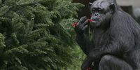 A chimpanzee named Minnie eats licorice off of a Christmas tree at the San Francisco Zoo December 22, 2005 in San Francisco, California. Zoo animals received gifts and stockings filled with edible treats to celebrate Christmas.  (Photo by Justin Sullivan/Getty Images)