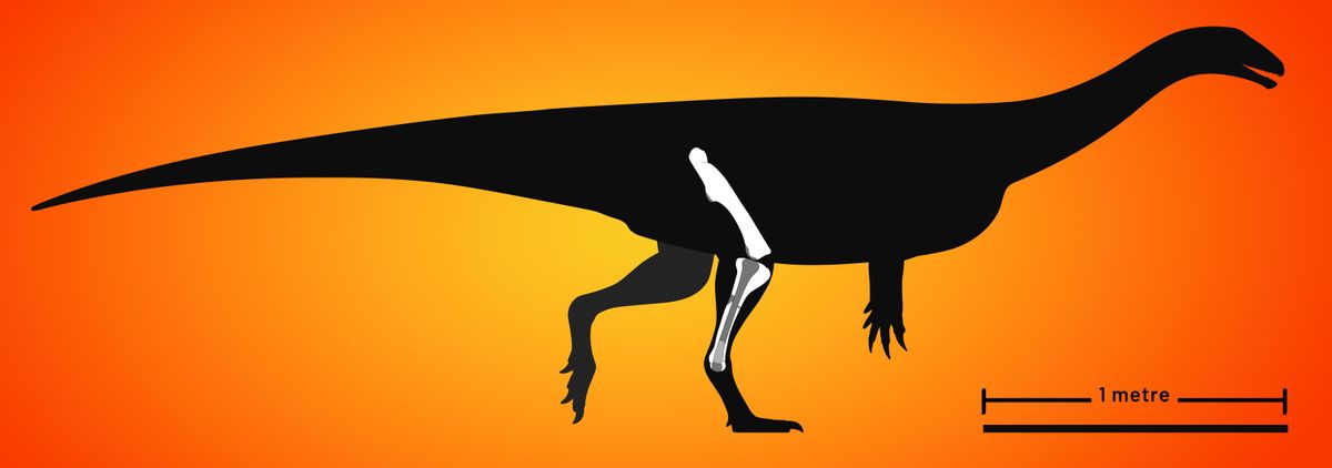 How a houseboat helped us find Zimbabwe’s new dinosaur