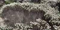 The finest Stilbaai fynbos. Image: Chris Heymans 
