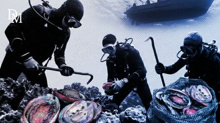 Watch — Inside South Africa’s billion-rand perlemoen underworld