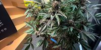 BM-Ed/CannabisExpo