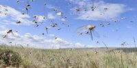 STEYTLERVILLE, SOUTH AFRICA - MARCH 24: Swarms of locust hit between the town of Steytleville and Wolwefontein on March 24, 2022 in Steytleville, South Africa. It is reported that the swarm stretched over 30 kms near Kleinpoort. (Photo by Gallo Images/Die Burger/Lulama Zenzile)