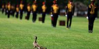 Ducklings steal the spotlight at Hyde Park's Royal Gun Salute for King Charles III