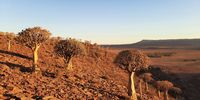 Dawn breaks in the quiver tree forest near Nieuwoudtville.