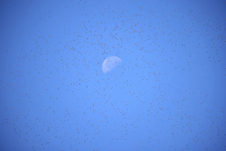 Thousands of wading birds jostle during high tide, and more from around the world