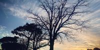 Tree skeletons at sunrise.