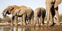 Will SA’s new elephant strategy truly safeguard their future?