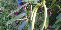Most of the vanilla from Madagascar is grown by small farmers, the hand pollinated way. (Photo: Supplied) 