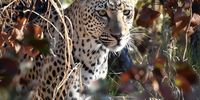 Leopard in Mopani.