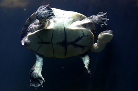 The 'Secret Life of Reptiles and Amphibians', and more from around the world