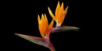 Springtime in the Cape - Bird of Paradise in full glory. Photographer: Martin Fennell, Noordhoek