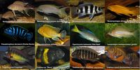 Cichlids (Image WikiCommons)
