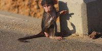  Baby baboon KNP.
