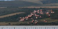 Greater Flamingo take off as Eagle appears overhead. Photographer: Mike Bridgeford