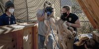 Before they can be reintroduced to the Gila Wilderness, captured Mexican grey wolves have to be vaccinated. To keep the wolves calm while the vaccines are administered, they are first blindfolded. The Gila Wilderness spans 2,250 square kilometres of rugged country in southern New Mexico, USA. In 1924, the Forest Service designated it the world’s first wilderness area. This milestone of American conservation largely came about thanks to a young forester called Aldo Leopold, who saw the wilderness as a place to be protected both for – and from – humans. However, the Gila has always been inhabited by people, from Mogollon cliff dwellers thousands of years ago to the more recent Chiricahua Apache, who lived in the region for centuries before they were forced onto reservations. Image: © Kathleen Orlinsky, United States, Shortlist, Professional competition, Wildlife & Nature, Sony World Photography Awards 2024</p>
<p>